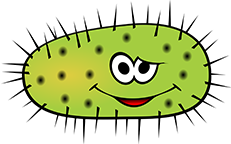 bacteria